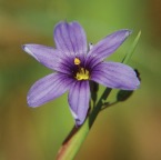 Flower2