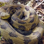Snakes06