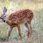 Fawn