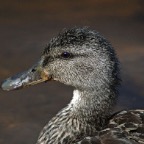 RapShawDuck