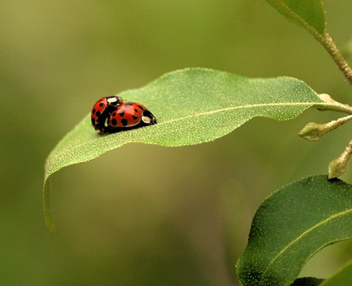 Loading Image